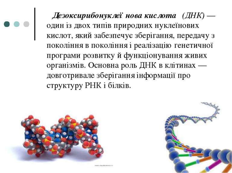 Дезоксирибонуклеї нова кислота  (ДНК) — один із двох типів природних нуклеїно...