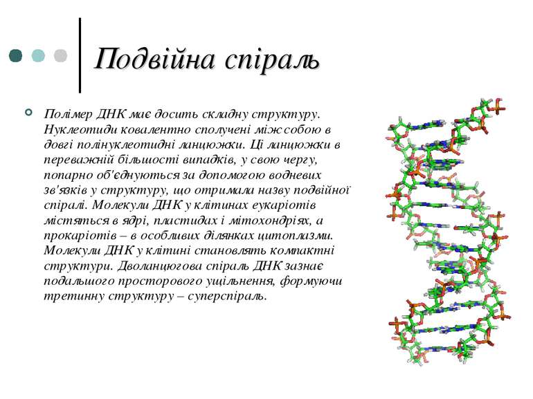 Подвійна спіраль Полімер ДНК має досить складну структуру. Нуклеотиди ковален...