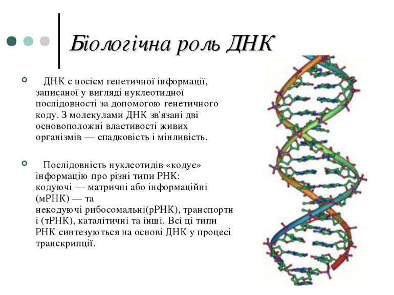 Біологічна роль ДНК ДНК є носієм генетичної інформації, записаної у вигляді н...