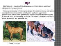мул Мул (тварина) — міжвидовий гібрид від схрещення коня та віслюка, одержани...