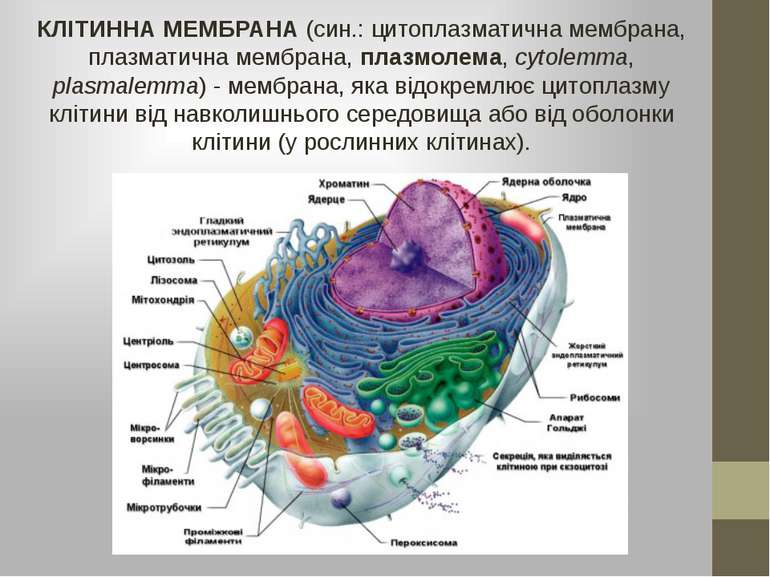 КЛІТИННА МЕМБРАНА (син.: цитоплазматична мембрана, плазматична мембрана, плаз...