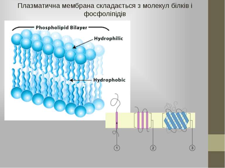 Плазматична мембрана складається з молекул білків і фосфоліпідів