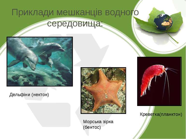 Приклади мешканців водного середовища: Дельфіни (нектон) Морська зірка (бенто...