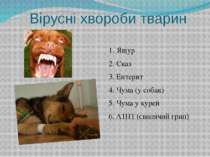 Вірусні хвороби тварин 1. Ящур 2. Сказ 3. Ентерит 4. Чума (у собак) 5. Чума у...