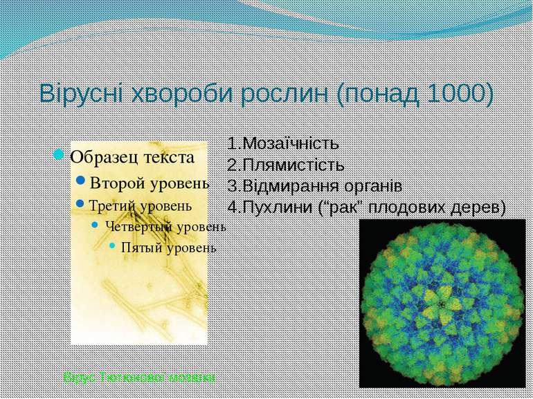 Вірусні хвороби рослин (понад 1000) Мозаїчність Плямистість Відмирання органі...