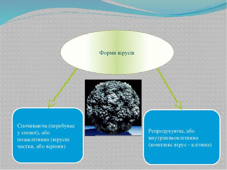 Форми вірусів Спочиваюча (перебуває у спокої), або позаклітинна (вірусні част...