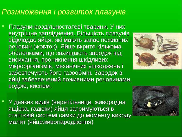 Розмноження і розвиток плазунів Плазуни-роздільностатеві тварини. У них внутр...