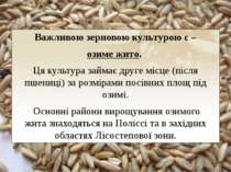 Важливою зерновою культурою є – озиме жито.  Ця культура займає друге місце (...