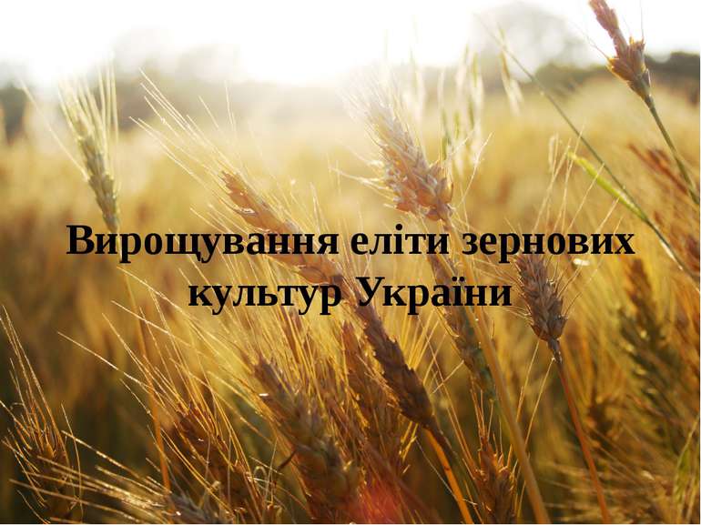 Вирощування еліти зернових культур України
