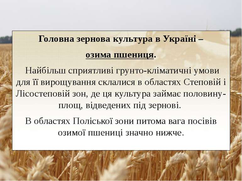 Головна зернова культура в Україні – озима пшениця.  Найбільш сприятливі грун...