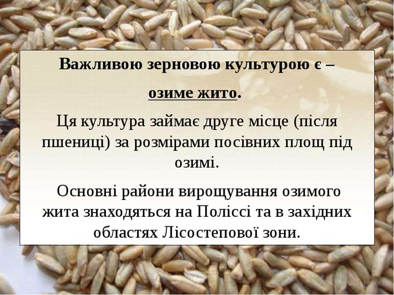 Важливою зерновою культурою є – озиме жито.  Ця культура займає друге місце (...