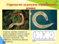 Гідроскелет за рахунок порожнинної рідини У круглих черв’яків порожнинна ріди...