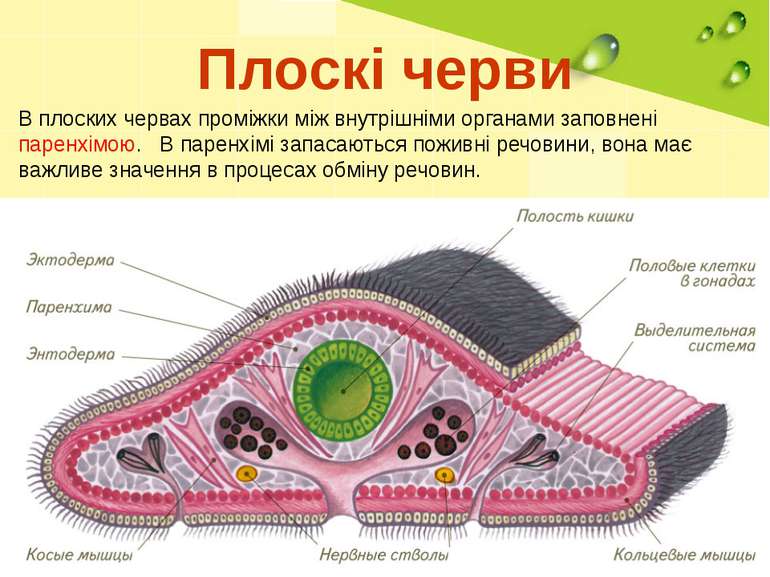 Плоскі черви В плоских червах проміжки між внутрішніми органами заповнені пар...