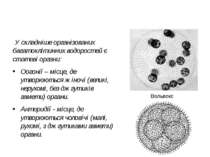 У складніше організованих багатоклітинних водоростей є статеві органи: Оогоні...