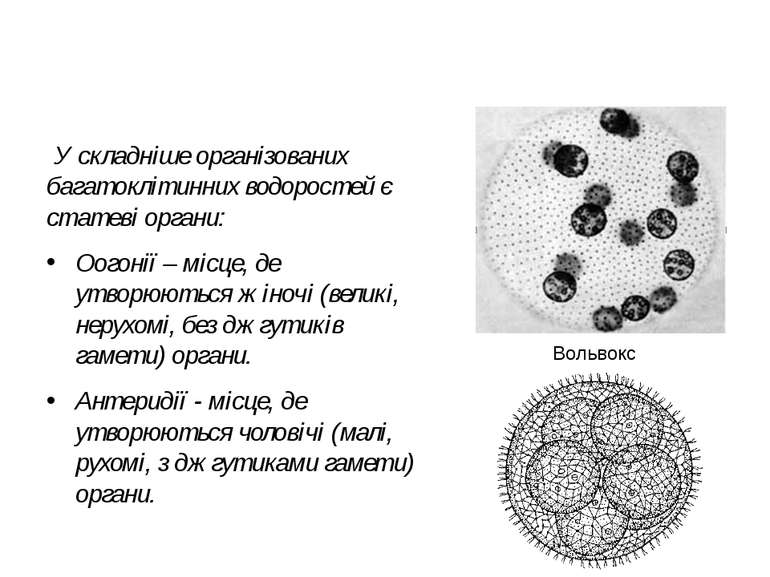 У складніше організованих багатоклітинних водоростей є статеві органи: Оогоні...