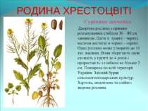 РОДИНА ХРЕСТОЦВІТІ Суріпиця звичайна Дворічна рослина з прямим розгалуженим с...