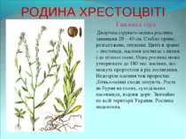 РОДИНА ХРЕСТОЦВІТІ Гикавка сіра Дворічна сірувато-зелена рослина заввишки 20 ...