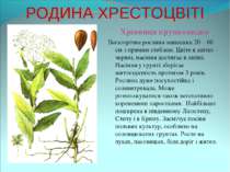 РОДИНА ХРЕСТОЦВІТІ Хрінниця крупковидна Багаторічна рослина заввишки 20 – 60 ...