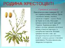 РОДИНА ХРЕСТОЦВІТІ Грицики звичайні Однорічна рослина заввишки 10 – 15 см з п...