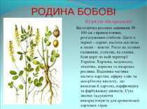 РОДИНА БОБОВІ Буркун лікарський Багаторічна рослина заввишки 30 – 100 см з пр...