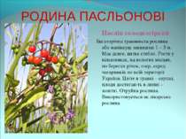 РОДИНА ПАСЛЬОНОВІ Паслін солодкогіркий Багаторічна травяниста рослина або нап...