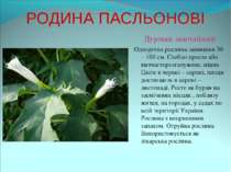 РОДИНА ПАСЛЬОНОВІ Дурман звичайний Однорічна рослина заввишки 30 – 100 см. Ст...