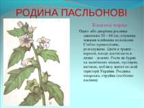 РОДИНА ПАСЛЬОНОВІ Блекота чорна Одно- або дворічна рослина заввишки 20 – 60 с...
