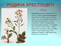 РОДИНА ХРЕСТОЦВІТІ Ріпак Однорічна рослина заввишки 30 – 120 см з малоопушени...
