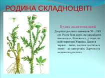 РОДИНА СКЛАДНОЦВІТІ Будяк акантовидний Дворічна рослина заввишки 50 – 180 см....