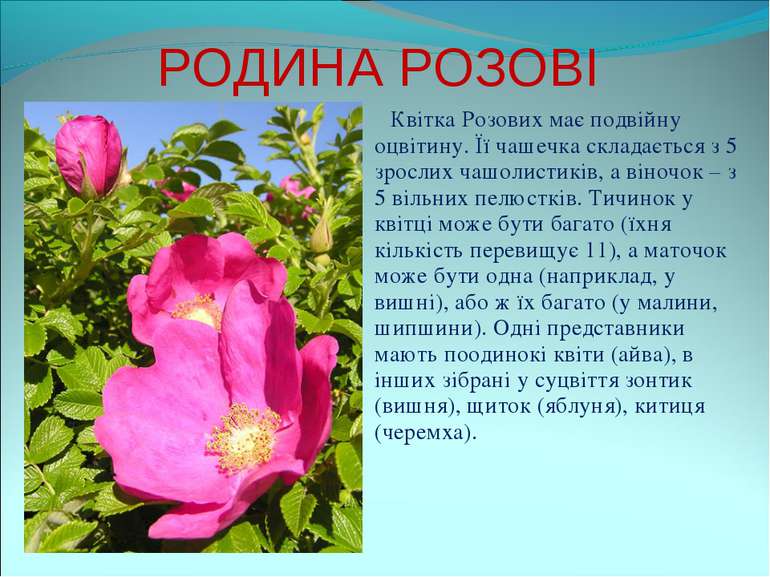 РОДИНА РОЗОВІ Квітка Розових має подвійну оцвітину. Її чашечка складається з ...