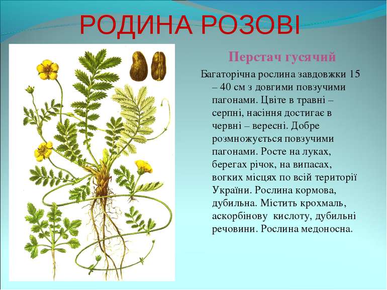 РОДИНА РОЗОВІ Перстач гусячий Багаторічна рослина завдовжки 15 – 40 см з довг...