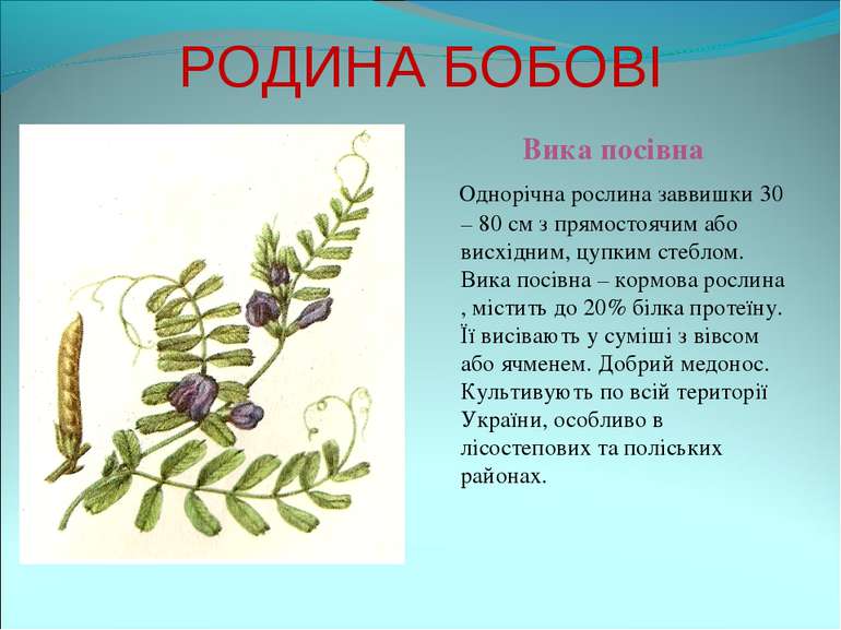 РОДИНА БОБОВІ Вика посівна Однорічна рослина заввишки 30 – 80 см з прямостояч...