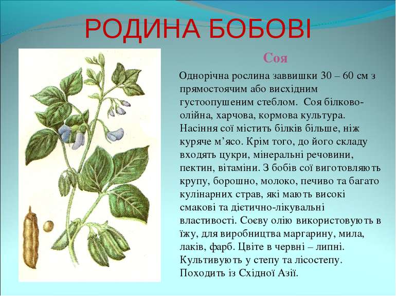 РОДИНА БОБОВІ Соя Однорічна рослина заввишки 30 – 60 см з прямостоячим або ви...