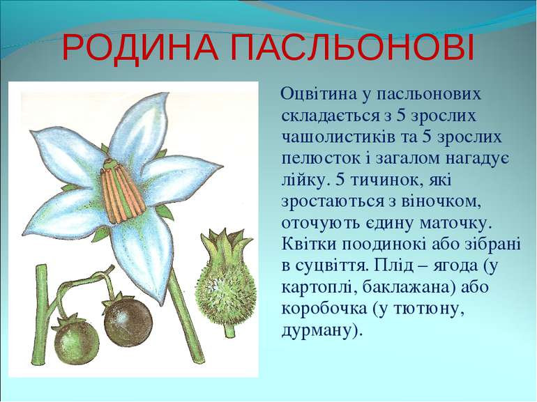 РОДИНА ПАСЛЬОНОВІ Оцвітина у пасльонових складається з 5 зрослих чашолистиків...