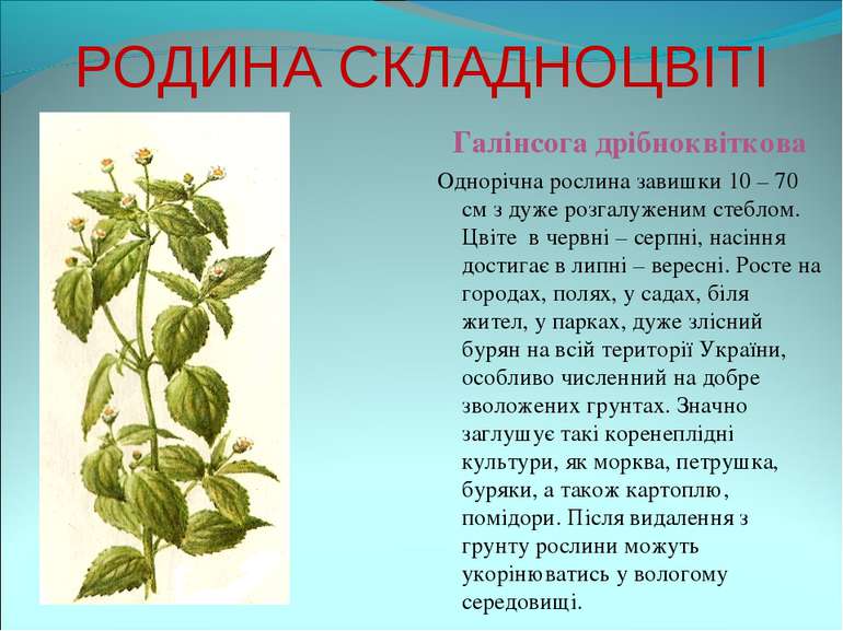 РОДИНА СКЛАДНОЦВІТІ Галінсога дрібноквіткова Однорічна рослина завишки 10 – 7...