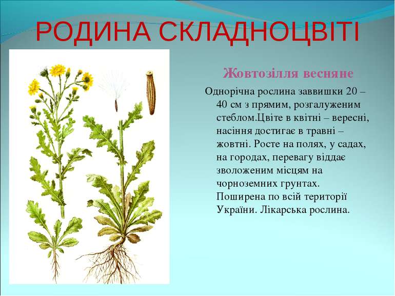 РОДИНА СКЛАДНОЦВІТІ Жовтозілля весняне Однорічна рослина заввишки 20 – 40 см ...