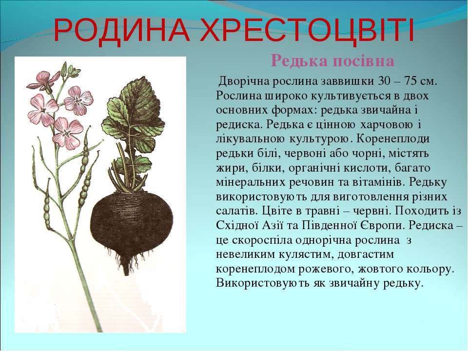 Капуста редис семейство. Хрестоцвіті рослини. Форма жизни редьки. Дворічні рослини. Жизненная форма редьки.