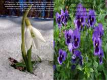 У березні і квітні починають цвісти рослини, які називають ефемероїдами, що з...