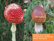 П’ятий ярус лісової рослинності займають гриби і бактерії.