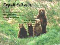 Бурий ведмідь Бурий ведмідь - хижий ссавець родини ведмежих, один з найбільши...
