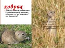 ховрах Цей рід також називають в україномовній науковій літературі як "ховраш...