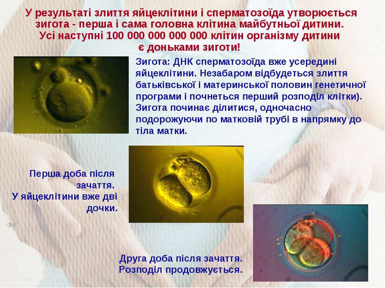 У результаті злиття яйцеклітини і сперматозоїда утворюється зигота - перша і ...