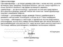 Сфінгогліколіпіди: Сфінгофосфоліпіди — це похідні цераміду (сфінгозин + жирна...