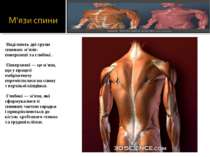 Виділяють дві групи спинних м'язів: поверхневі та глибокі . Поверхневі — це м...