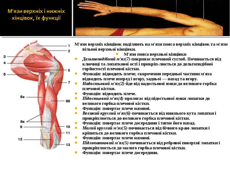 М'язи верхніх кінцівок поділяють на м'язи пояса верхніх кінцівок та м'язи віл...
