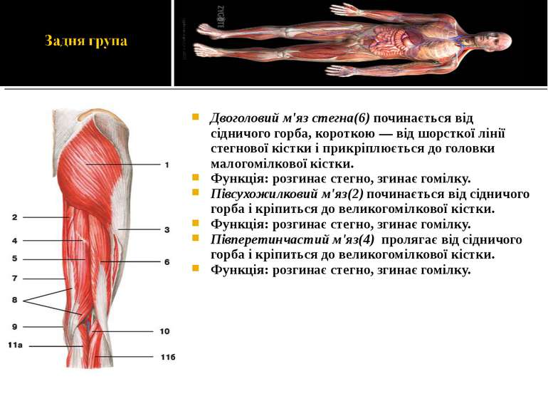 Двоголовий м'яз стегна(6) починається від сідничого горба, короткою — від шор...