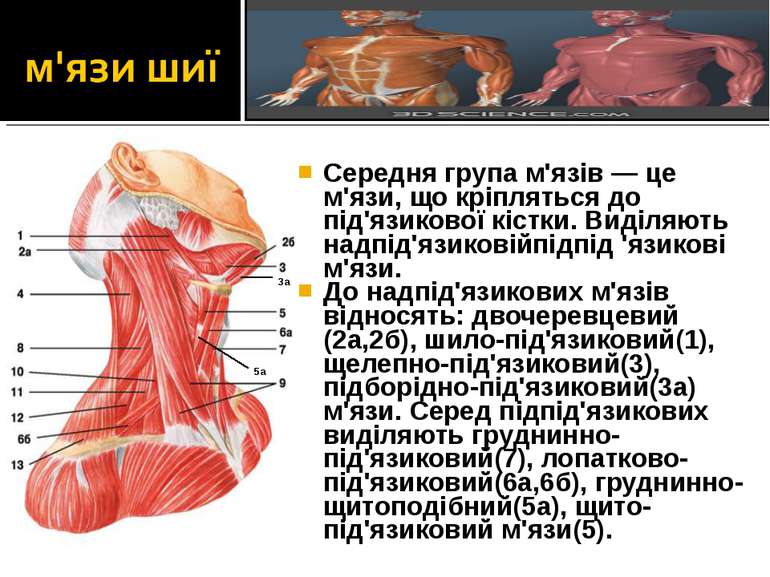 Середня група м'язів — це м'язи, що кріпляться до під'язикової кістки. Виділя...
