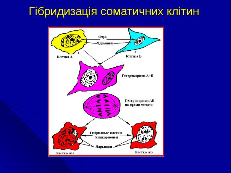 Гібридизація соматичних клітин