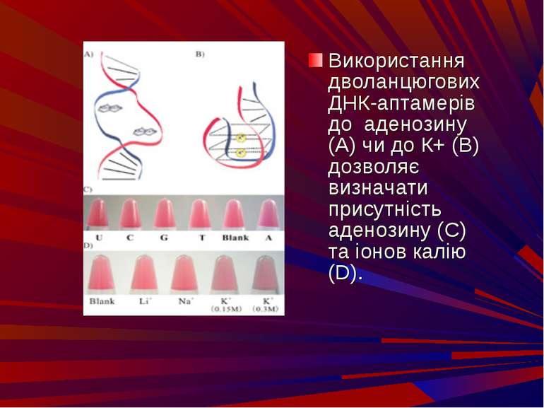 Використання дволанцюгових ДНК-аптамерiв до аденозину (А) чи до К+ (В) дозвол...