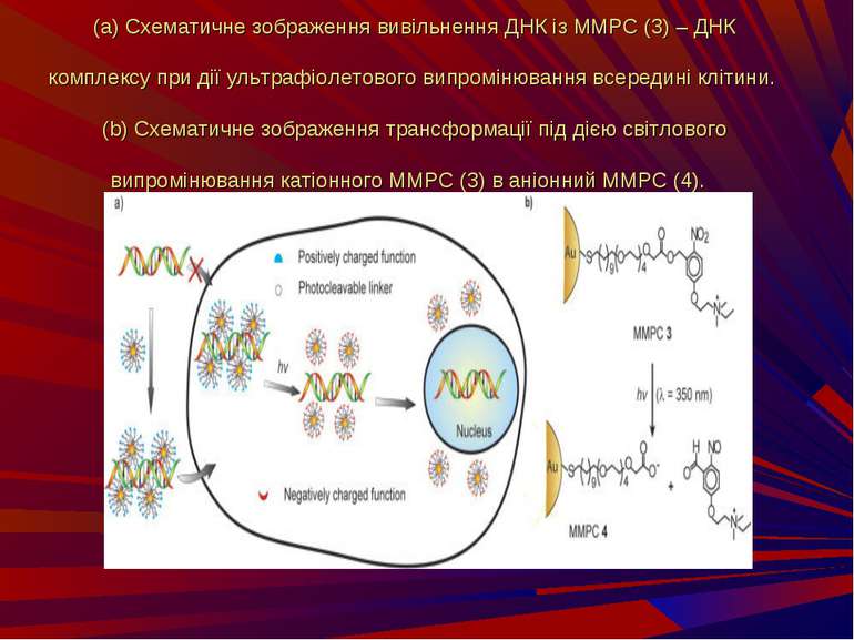 (a) Схематичне зображення вивільнення ДНК із MMPC (3) – ДНК комплексу при дії...